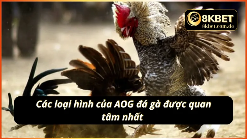 Top những tựa game thu hút cược thủ của AOG đá gà