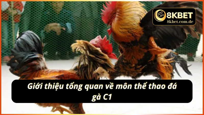 Một số thông tin cơ bản về đá gà C1