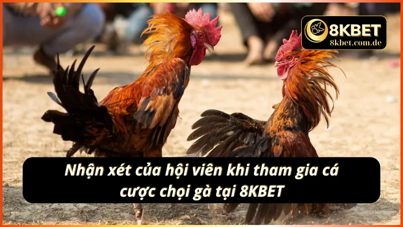 Feedback của các hội viên khi tham gia chơi đá gà C1