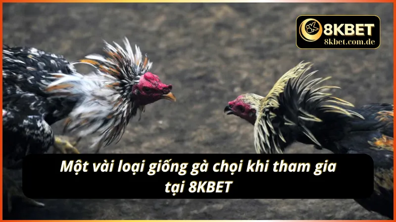 Khám phá các giống gà khi tham gia đá gà cựa sắt