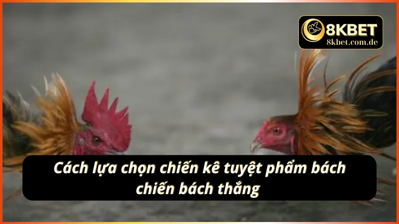 Những yếu tố giúp chọn lựa chiến kê trong đá gà cựa sắt chính xác nhất 