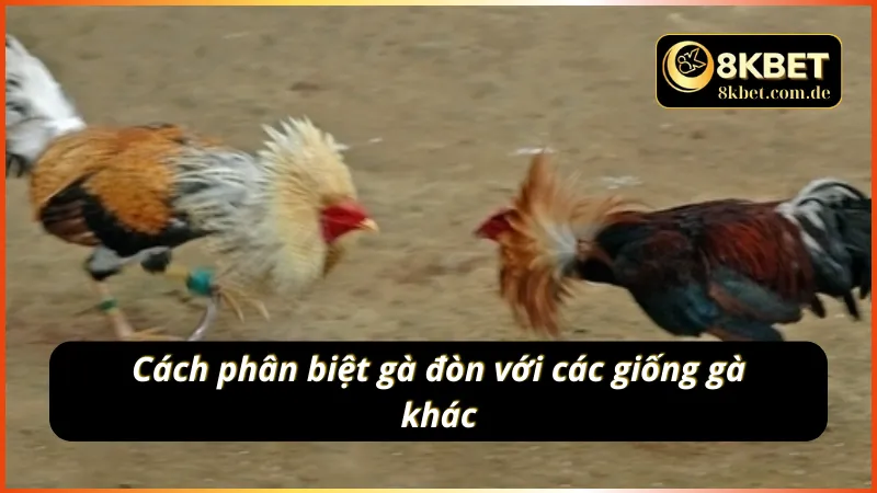 Phân biệt đá gà đòn với các chiến kê khác