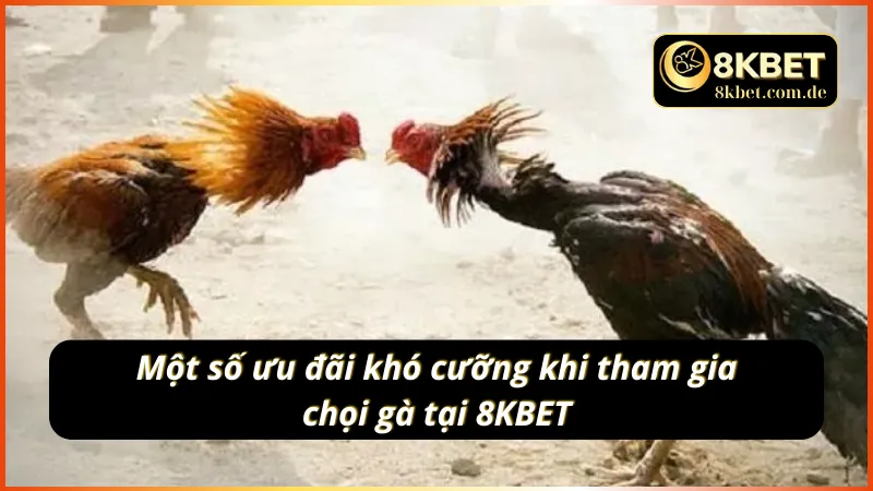 Ưu đãi có 102 khi tham gia đá gà đòn tại nhà cái