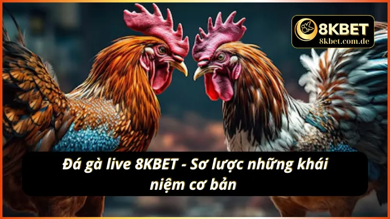 Khám phá sảnh cược thú vị - đá gà live 8KBET 