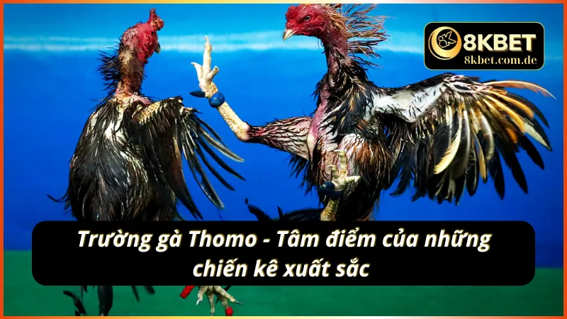 Đá gà live 8KBET nơi hội tụ những chiến kê xuất sắc 