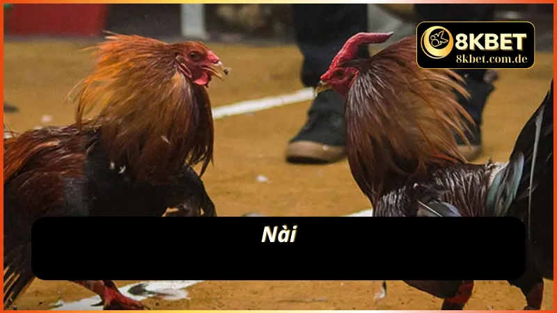 Nài - Thuật ngữ đá gà 8KBET 