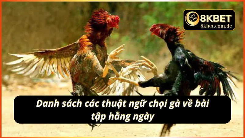 Các thuật ngữ đá gà 8KBET mô tả về các bài tập hằng ngày 